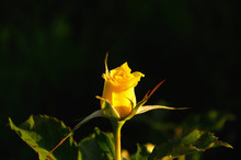 Single Yellow Rose About To Blossom, Lit By Sun, Against Dark Background