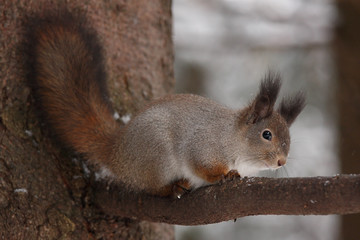 Wall Mural - Winter squirrel sitting on a tree. 