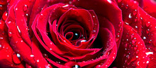 The Middle Of A Red Rose With Water Drops On Petals, A Gorizntal