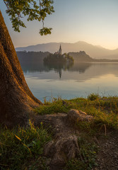 Wall Mural - Little Island with Catholic Church in Bled Lake, Slovenia  at Sunrise with Castle and Mountains in Background and Tree Root in Foreground