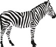 Zebra in two colors isloated