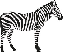 Zebra In Two Colors Isloated