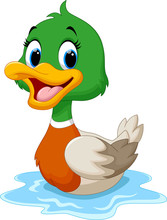 Cartoon Duck Swimming