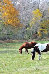 Wall Mural - Two Horses Grazing