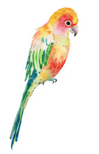Parrot Bird .illustration Watercolor