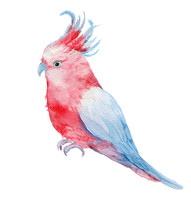 Pink Parrot Cockatoo .illustration Watercolor