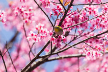 Little Bird On Wild Himalayan Cherry Tree