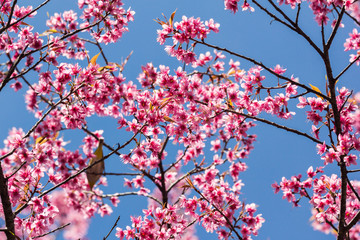 Wall Mural - Wild Himalayan Cherry blossom