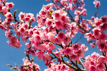 Wall Mural - wild himalayan cherry blossom