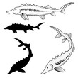 Set of sturgeon vector illustrations