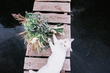 White Cat And A Wedding Bouquet