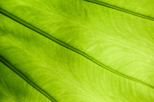 Green Elephant Ear Leaf Plant