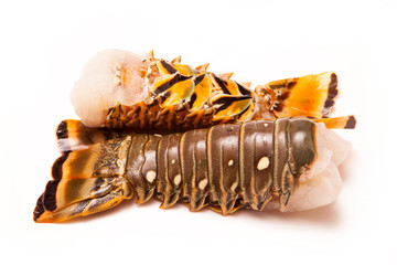 Sticker - Raw Caribbean rock lobster tails isolated on a white studio back