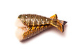 Raw Caribbean rock lobster tails isolated on a white studio back