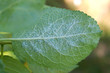 Aphid on apple leaf 