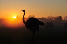 Silhouette Ostrich On Sunset Background