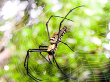 Black And Yellow Spider And Black Long Legs