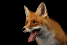 Closeup Portrait Of Smiled Red Fox Isolated On Black