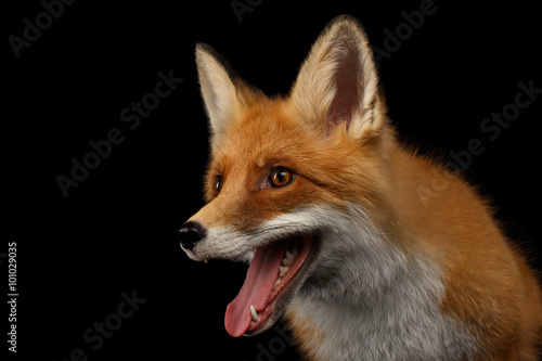 Fotografía Closeup Portrait of Smiled Red Fox Isolated on black