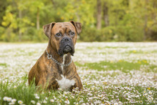 Boxer Dog Lying In The Park On A Field Of Daisies. Horizontal With Copy Space