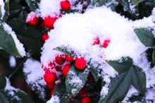 Red Berries And Leaves Covered With Snow With Blurred Background