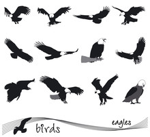 Vector Collection Of Silhouettes Of Eagles
