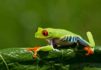 Red eye tree frog sitting on the banana leaf with clean green background