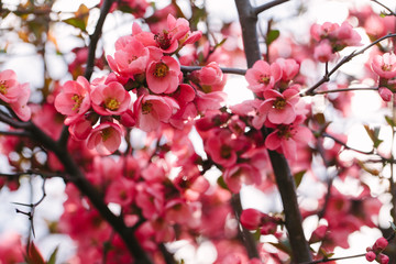 Fotomurales - Spring Blossoms