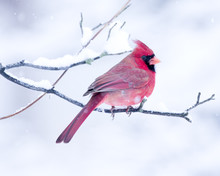 Male Cardinal Perched On Branch In The Snow