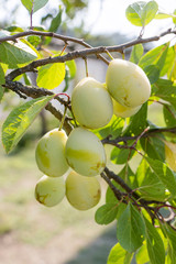 Wall Mural - Yellow plum on a tree