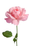 Fototapeta Kwiaty - Beautiful fresh pink rose isolated on white background