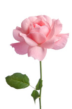 Beautiful Fresh Pink Rose Isolated On White Background
