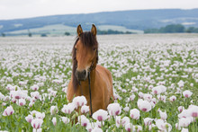 Portrait Of Brown Horse In The Poppy Field