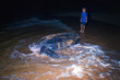 The child looks at returning to the Atlantic Ocean leatherback t