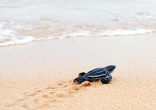 Newly Hatched Baby  Leatherback Turtles And Its Footprint In The