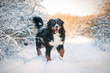 Bernese mountain dog on the walk in winter