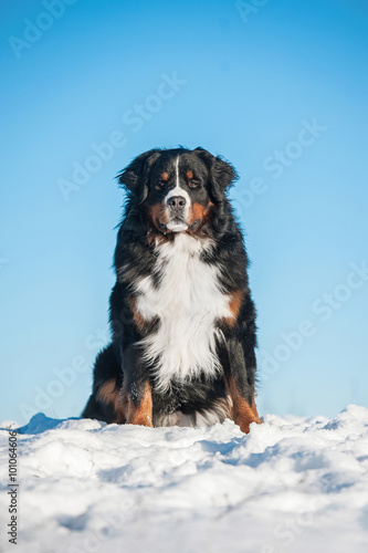 Fototapeta na wymiar Bernese mountain dog in winter