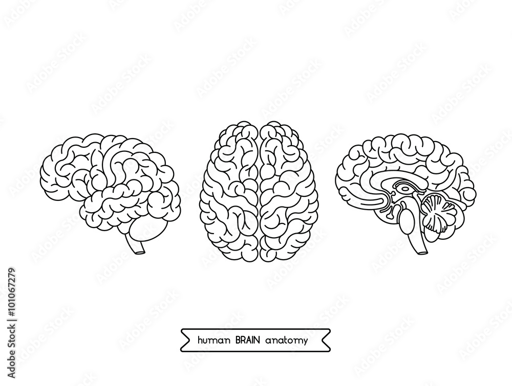 Human brain views 1 Stock Vector | Adobe Stock