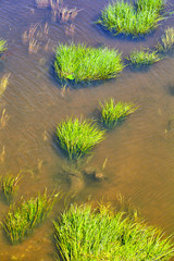 Green water grass, background screensaver