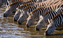 Group Of Zebras Drinking Water From The River. Kenya. Tanzania. National Park. Serengeti. Maasai Mara. 