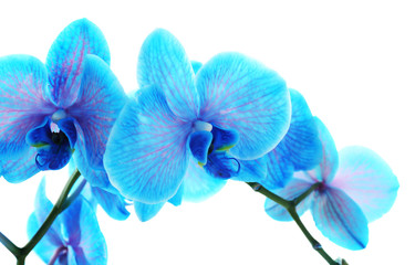 Wall Mural - Beautiful blue orchid flower isolated on white background