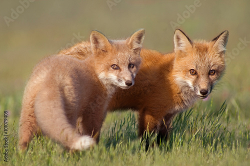 Animal Friends. Two young Foxes playing together in field Poster