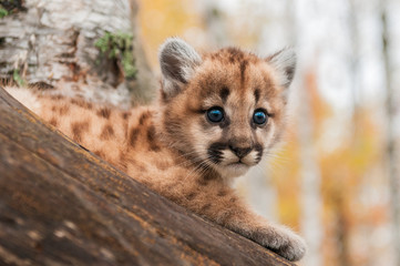 Wall Mural - female cougar kitten (puma concolor) looks out