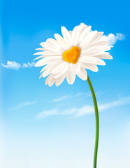 Poster - Daisy with heart shaped middle. Valentine's Day background. Vect
