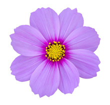 Blue Cosmos Flower Isolated On White With Clipping Path