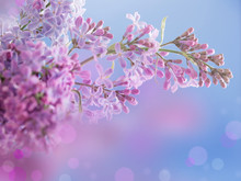 Purple Lilac Flowers On Blue Sky