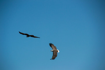 Two Eagles flying in sky