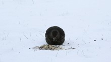 Blackbird Eat Bird Seed In The Winter