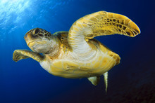 Green Turtle In The Blue