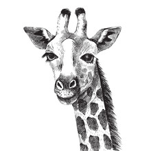 Hand Drawn Giraffe Portrait